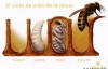 蜂王胎与蜂王浆的区别